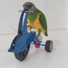 умный попугай на велосипеде