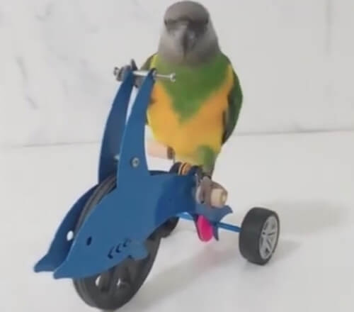 умный попугай на велосипеде