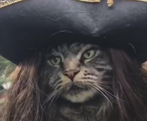 кот пират карибского моря