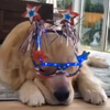 праздничный наряд щенка