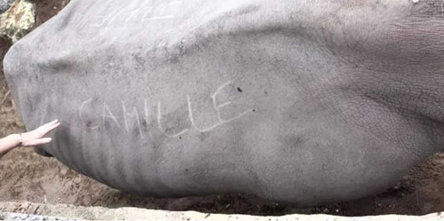 имена на спине у носорога