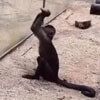 обезьяна замыслила хулиганство