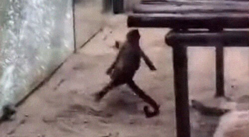 обезьяна замыслила хулиганство
