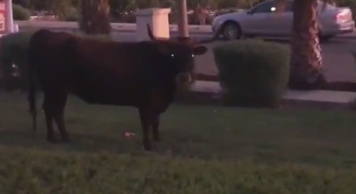 коровы гуляют каждую ночь