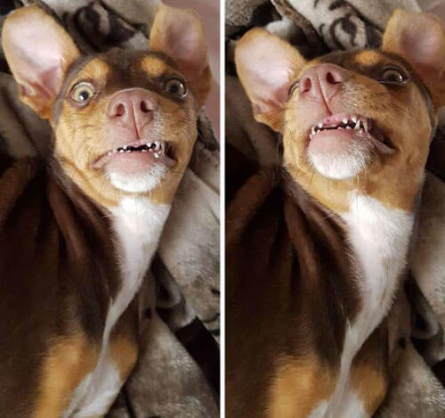 собака украла вставные зубы