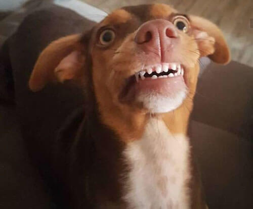 собака украла вставные зубы