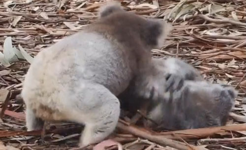коалы устроили жёсткое побоище
