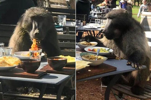 бабуин пришёл в ресторан
