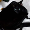 чёрный кот на чёрной сумке