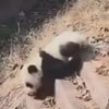 панда спускается с лестницы