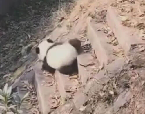 панда спускается с лестницы