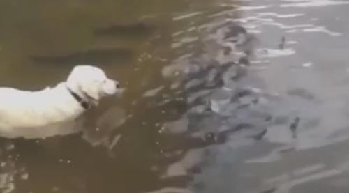 собака показала как ловить рыбу