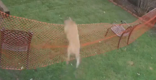 собака прыгает через ограду