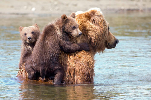 детёныши на спине медведицы