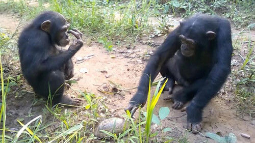 шимпанзе встретили черепаху