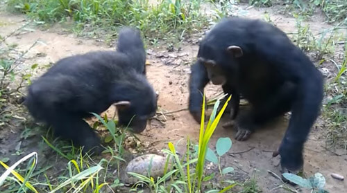 шимпанзе встретили черепаху