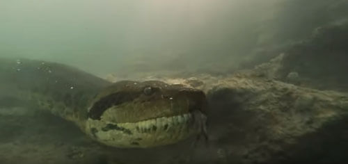 гигантская анаконда под водой