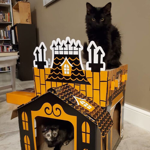 замки с привидениями для кошек