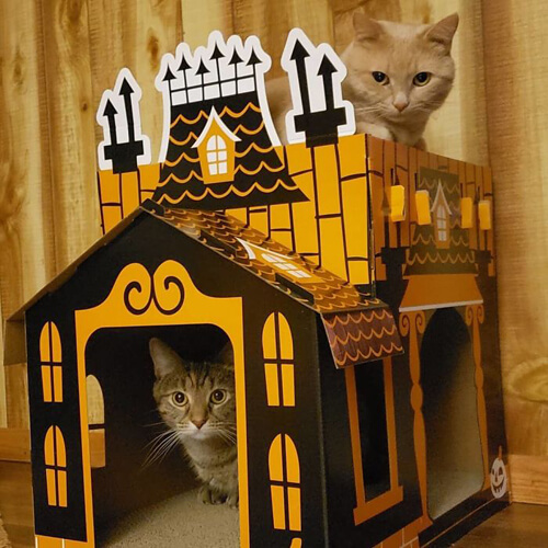 замки с привидениями для кошек