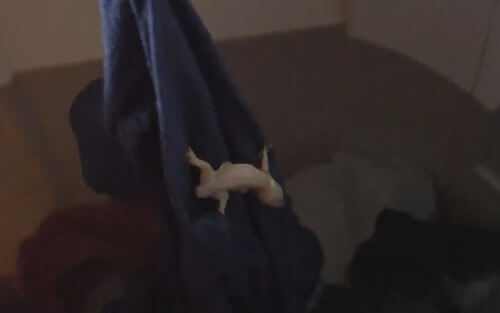 геккон в стиральной машине