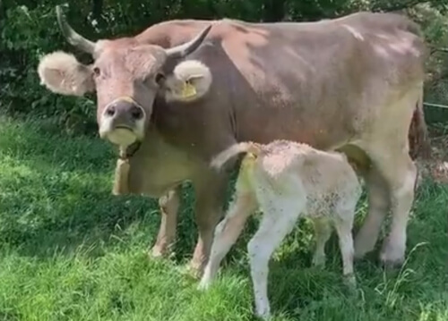 летающая беременная корова 