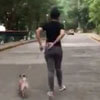 собака бегает кругами на прогулке