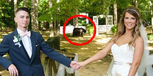 ведмідь на весільній фотосесії