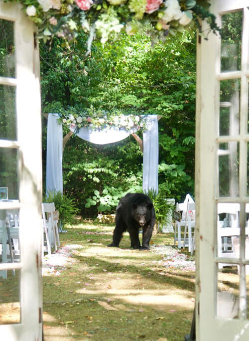 ведмідь на весільній фотосесії