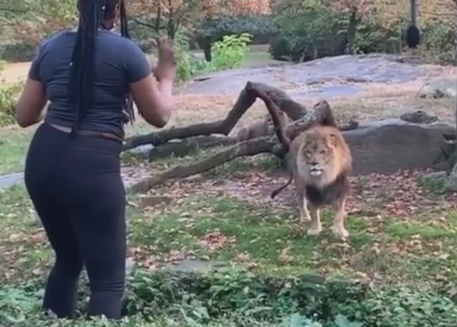 незнакомка дразнит льва в зоопарке