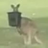 кенгуру с ведром на голове