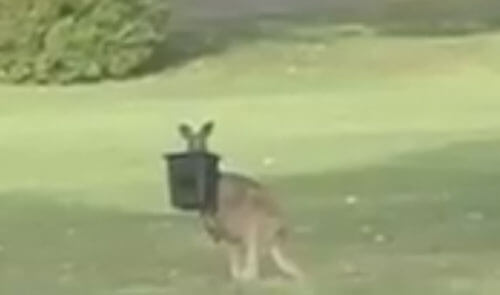 кенгуру с ведром на голове