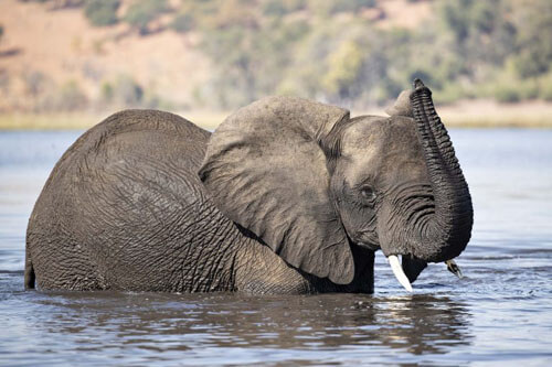 слон похож на водного монстра