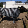 коров превращают в зебр