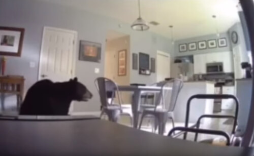 домовладелец не заметил медведя