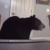 домовладелец не заметил медведя