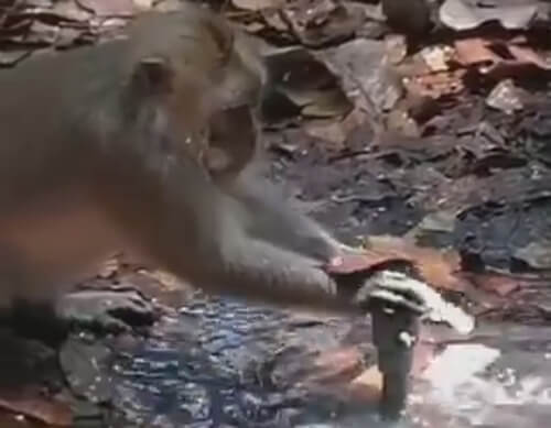обезьяна экономит воду