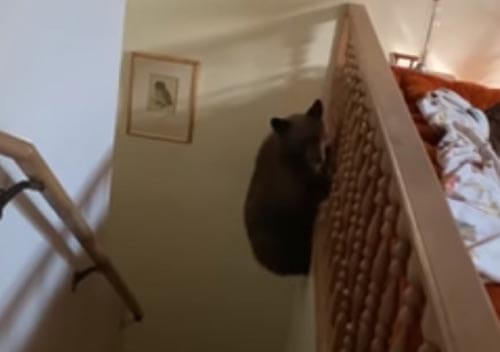 медвежонок играет на лестнице