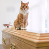 кот регулярно ходит на похороны