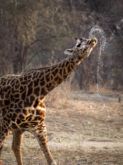 фотографии с пьющим жирафом