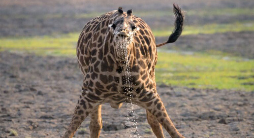 фотографии с пьющим жирафом