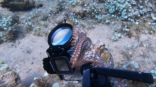 осьминог крадёт камеру