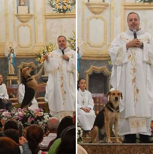 бездомные собаки в церкви