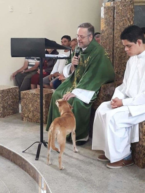 бездомные собаки в церкви