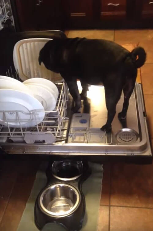собака помогает мыть посуду