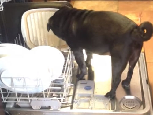 собака помогает мыть посуду