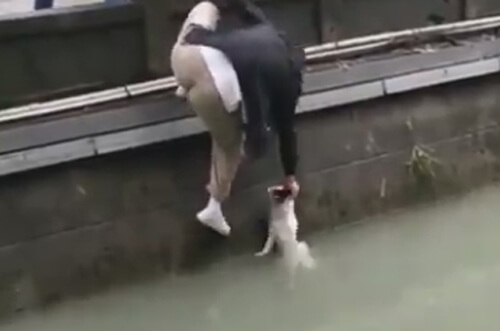 собака упала в реку