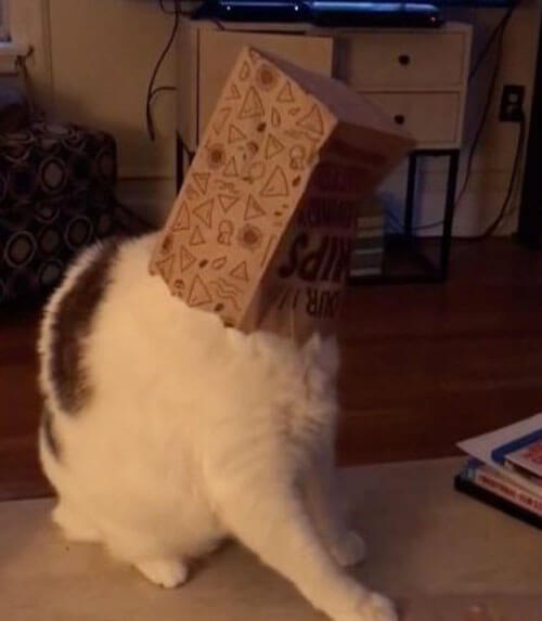 кот с бумажным пакетом на голове