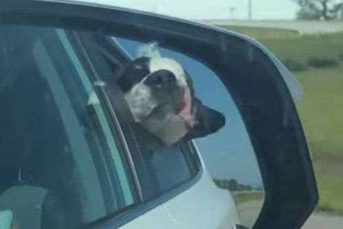 собака хлопает щеками на ветру