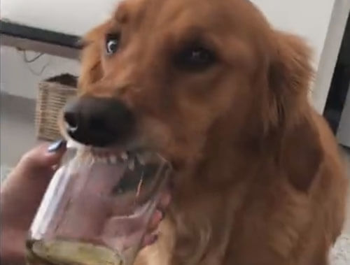 собака напилась из стакана