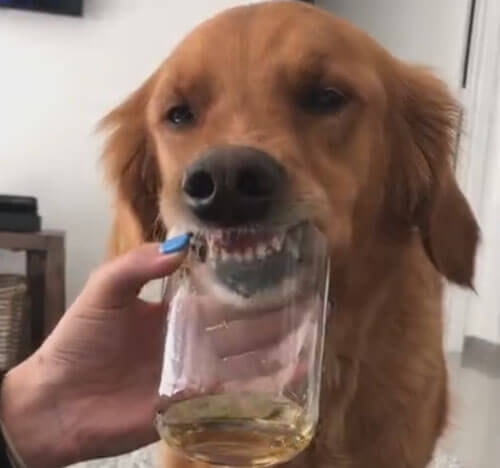собака напилась из стакана